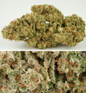 San Fernando Valley Feminized