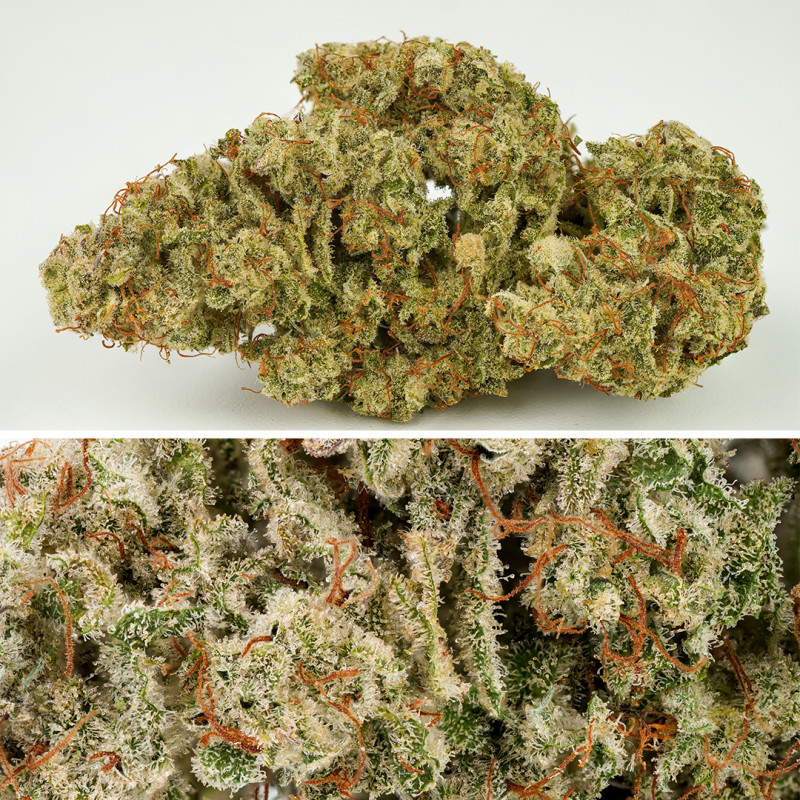 San Fernando Valley Feminized