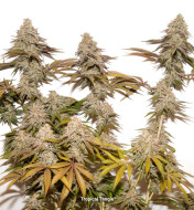 Sour Tangie Feminized