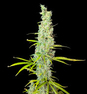 Afghan Feminized