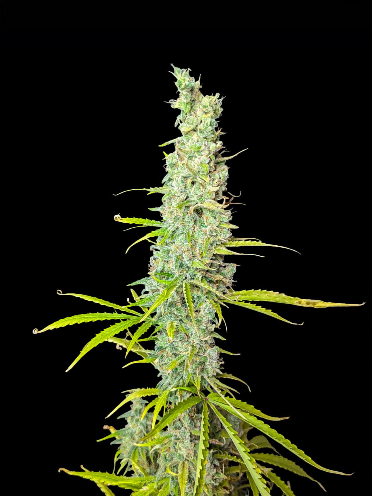 Afghan Feminized