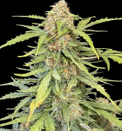 Amnesia Haze Feminized