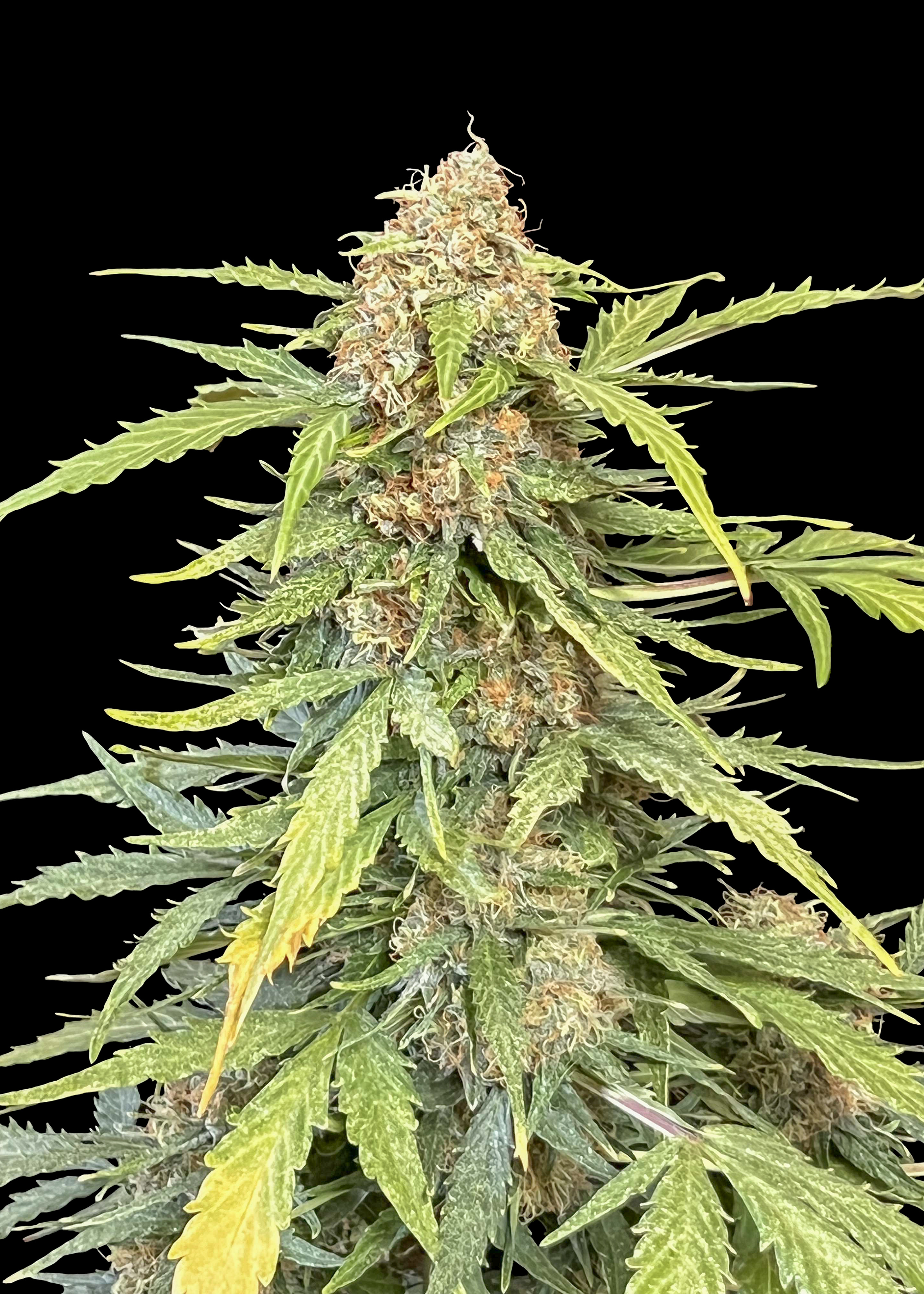 Amnesia Haze Feminized