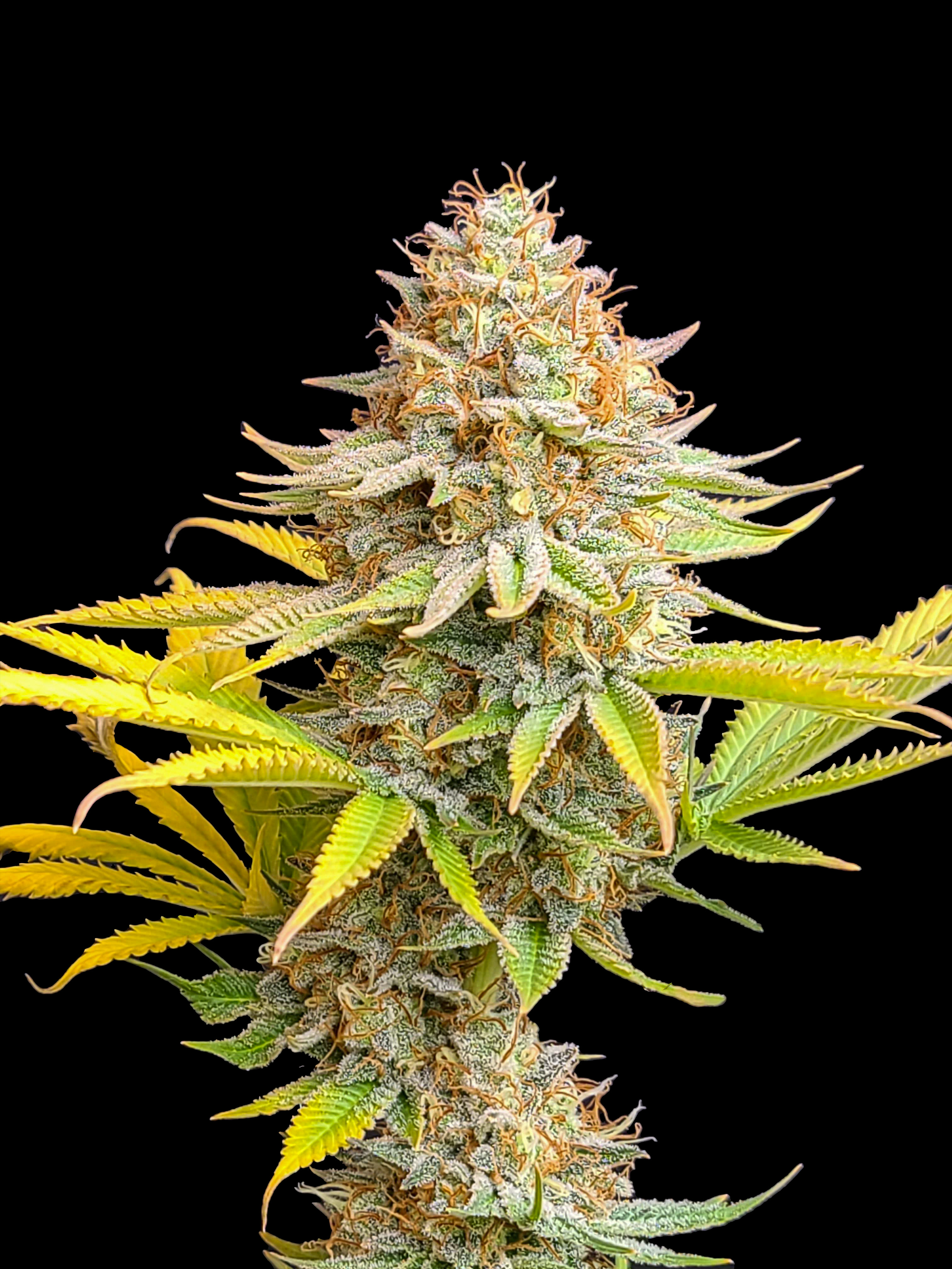 GMO Feminized