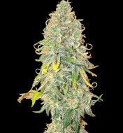 Gorilla Gelato Feminized