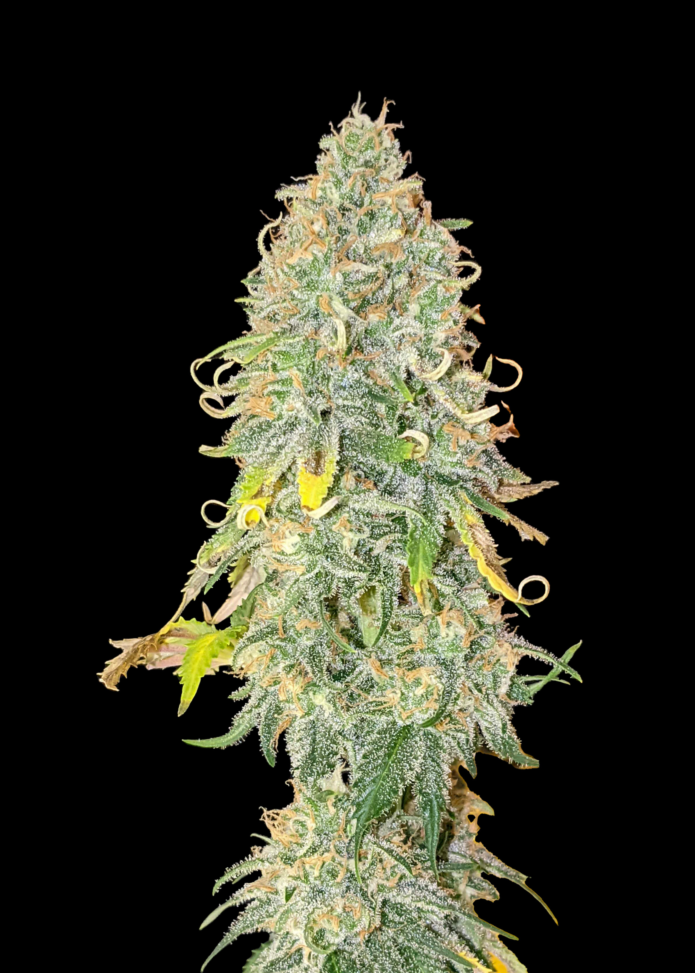Gorilla Gelato Feminized