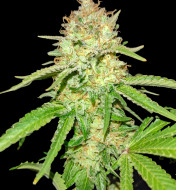 Gorilla Glue Regular