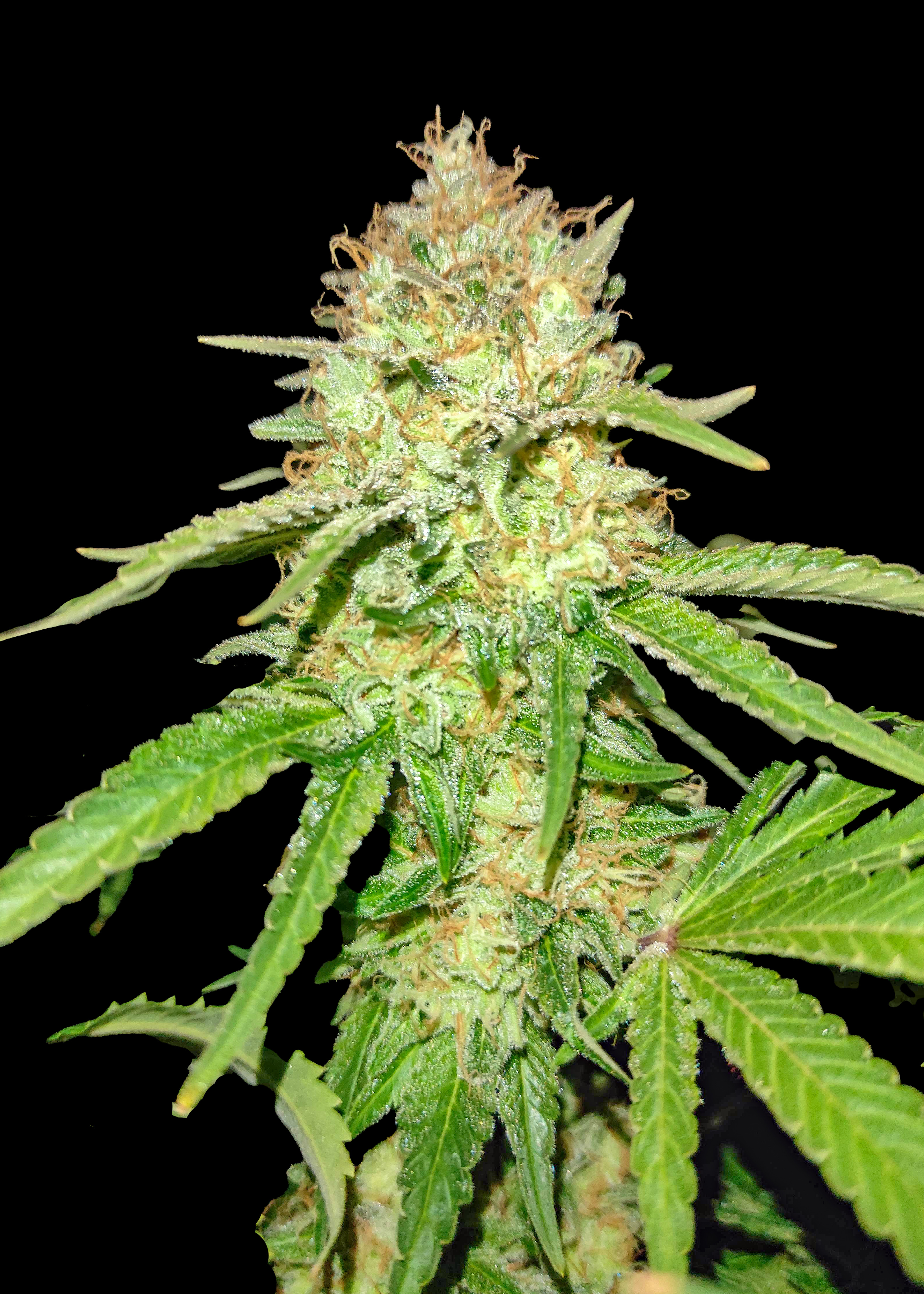 Gorilla Glue Regular