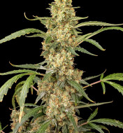 Gorilla Glue F1 Auto