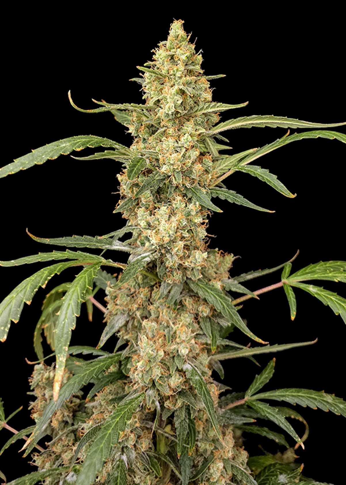 Gorilla Glue F1 Auto