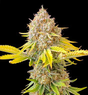 Grandaddy Black Feminized