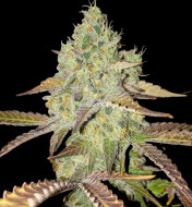 Grandaddy Purple Feminized