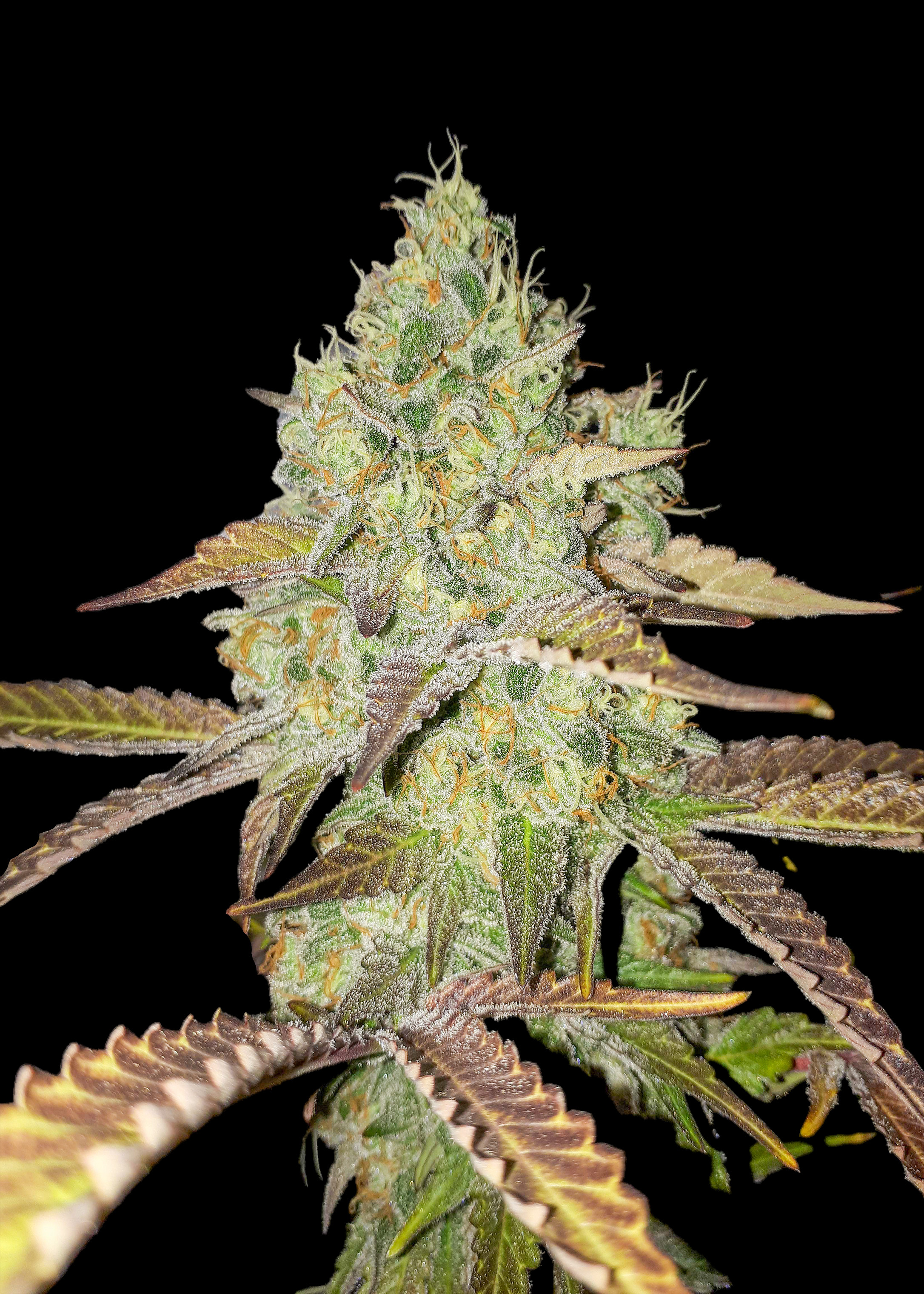 Grandaddy Purple Feminized