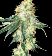 Kosher Kush Feminized