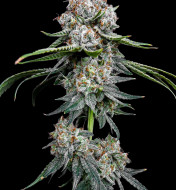 Miracle Alien Cookies Feminized