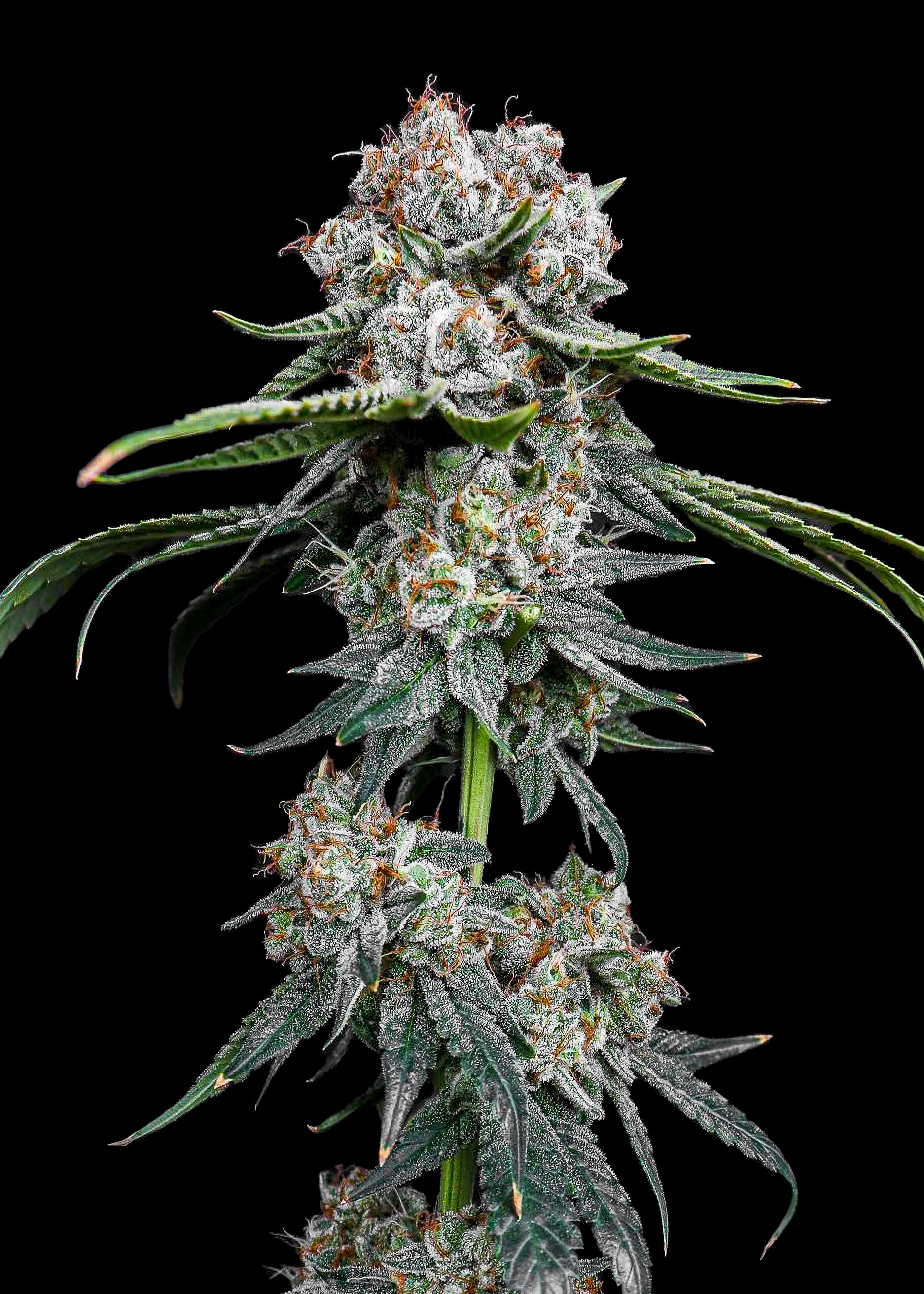 Miracle Alien Cookies Feminized