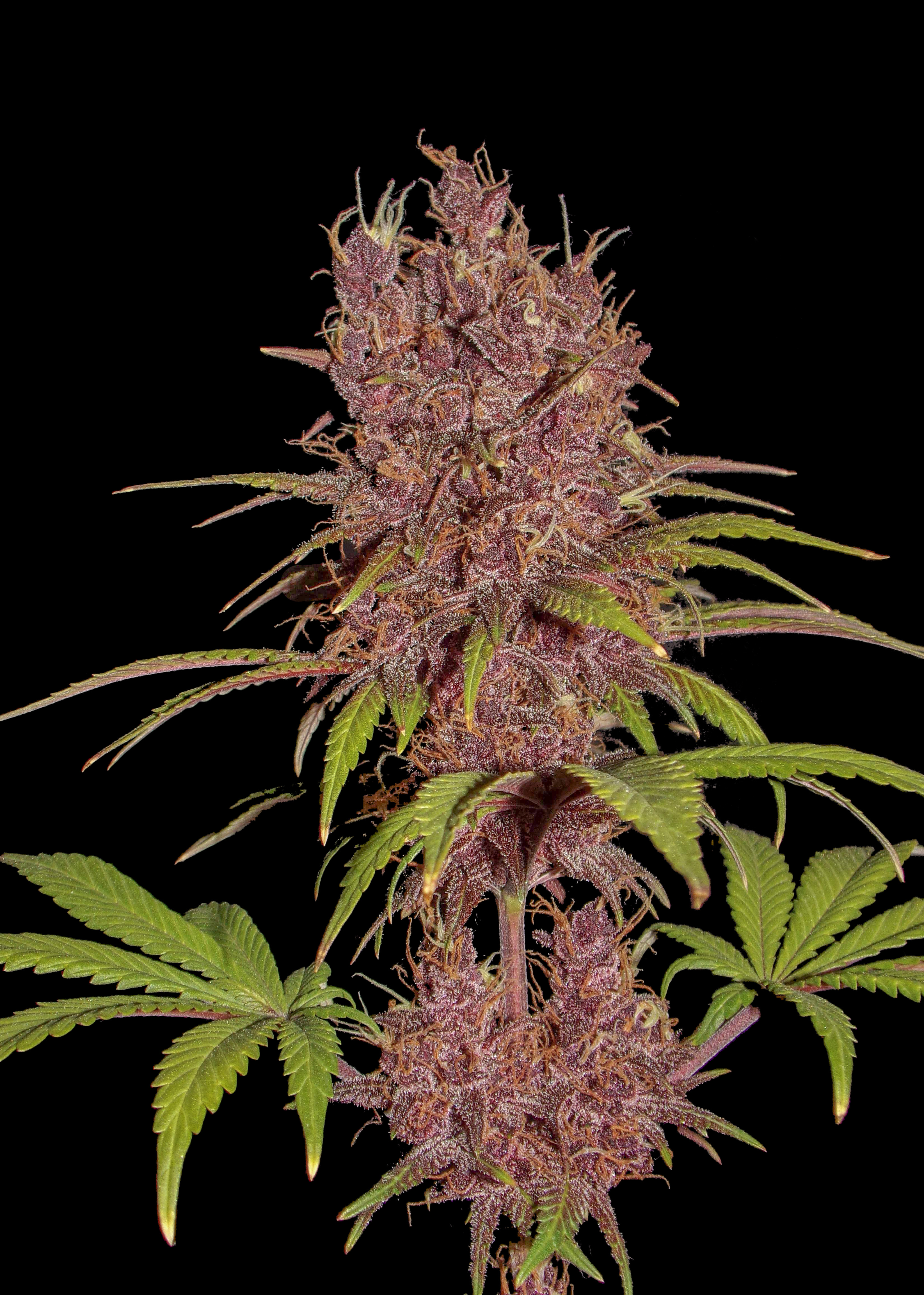 Tangie Regular