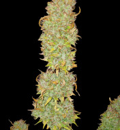 Tropicana Cookies Purple Feminized