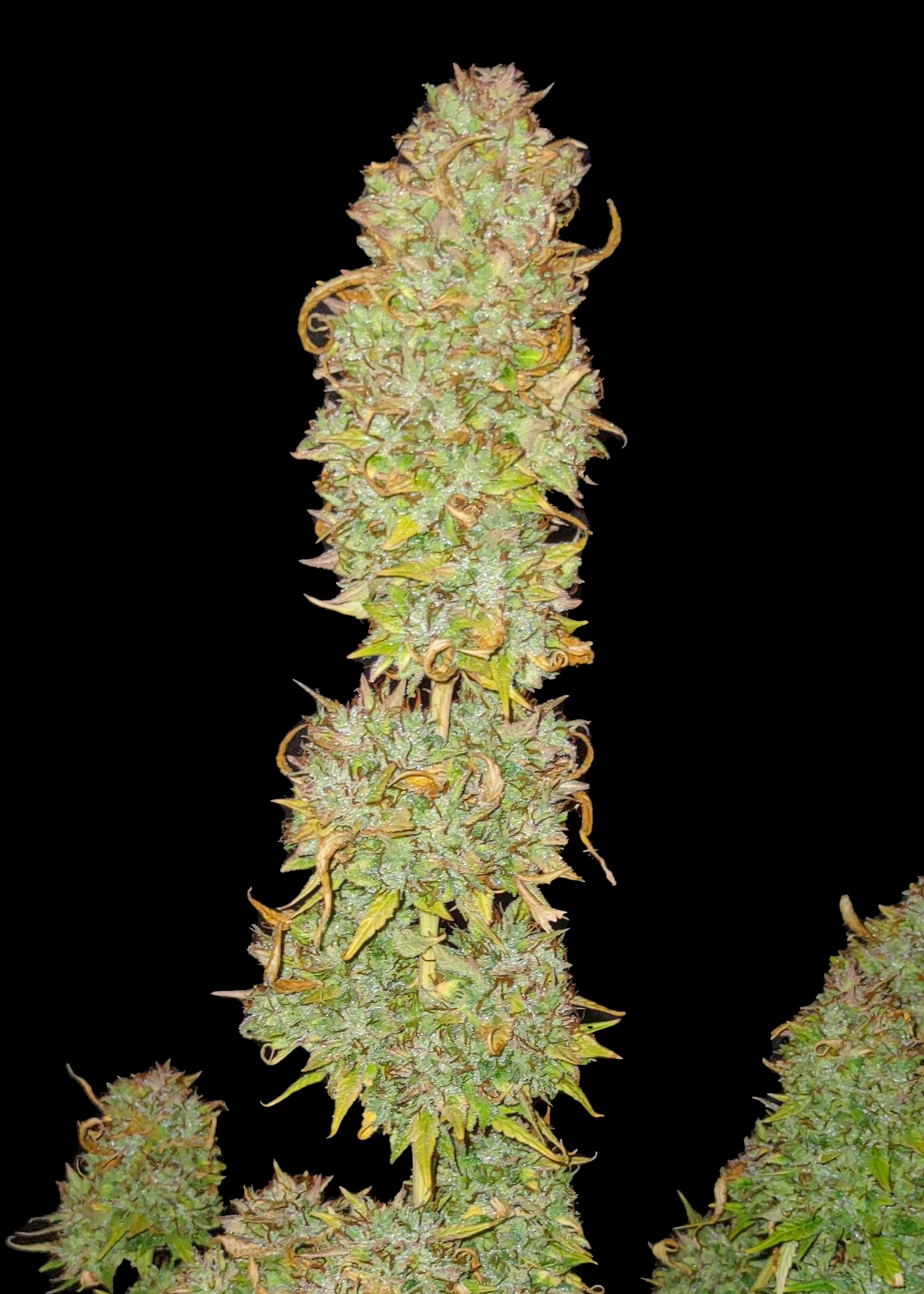 Tropicana Cookies Purple Feminized
