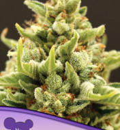 Banana Split Feminized