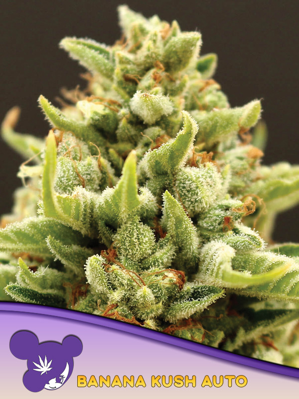 Banana Split Feminized
