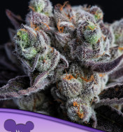 Blackberry Moonrocks Feminized