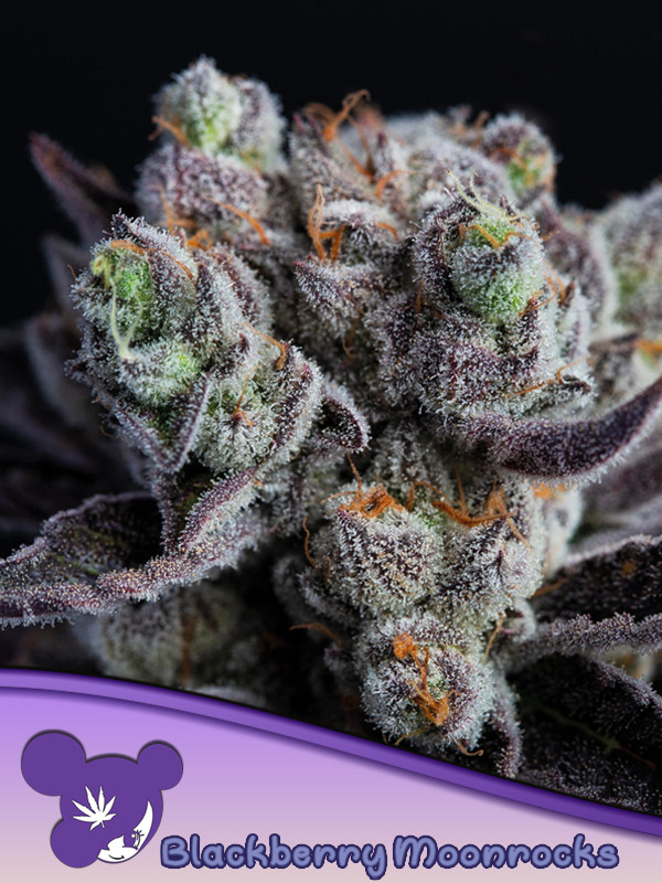 Blackberry Moonrocks Feminized