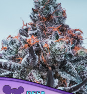 Jealousy F1 Feminized