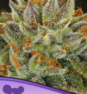 Grease Monkey Feminized