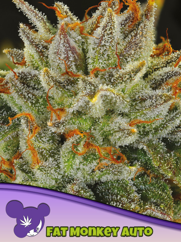 Grease Monkey Feminized