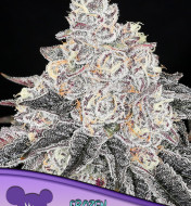 Black Cherry Soda Feminized