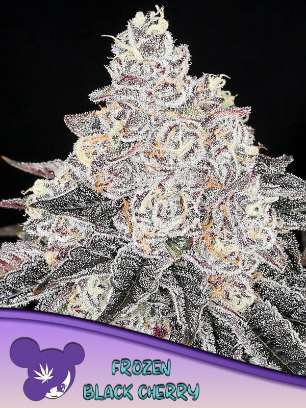 Black Cherry Soda Feminized