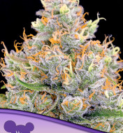 Future 1 Feminized