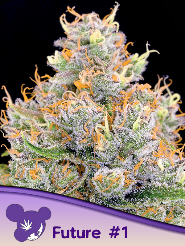 Future 1 Feminized