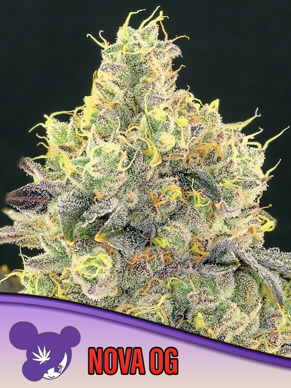 Nova OG Feminized