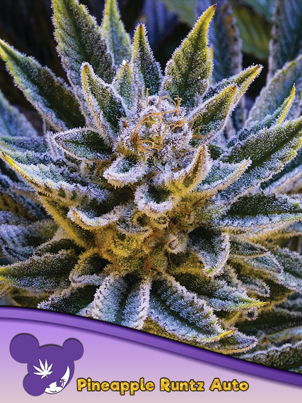Pink Runtz Feminized