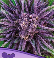 Purple Thai Feminized