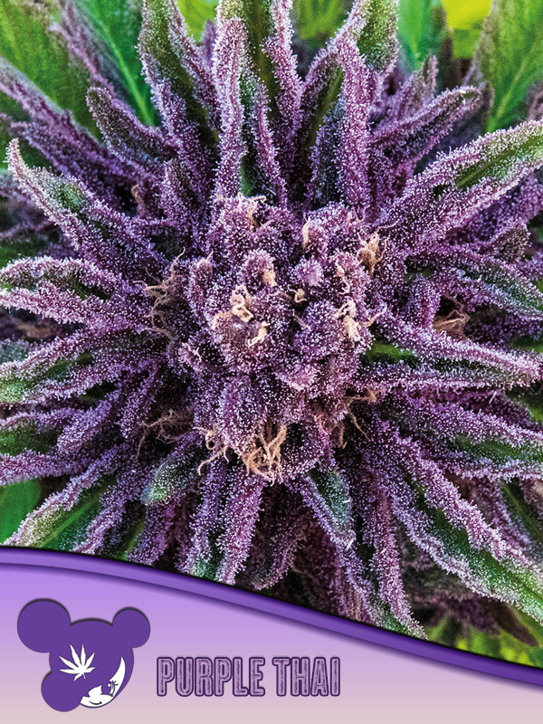 Purple Thai Feminized