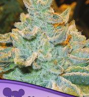 Slurricane Feminized