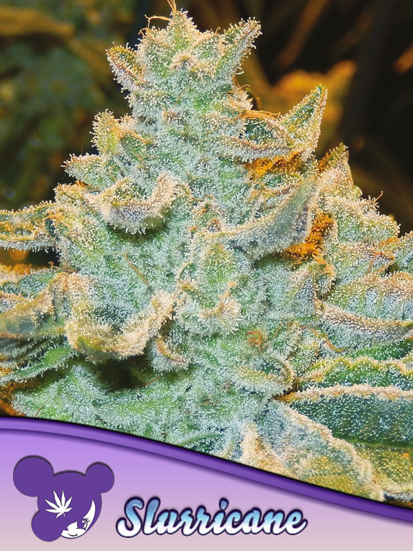 Slurricane Feminized
