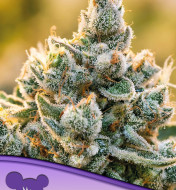 Vanilla Frosting Feminized