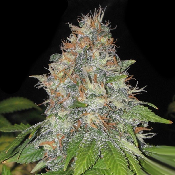 Afghan Autoflower