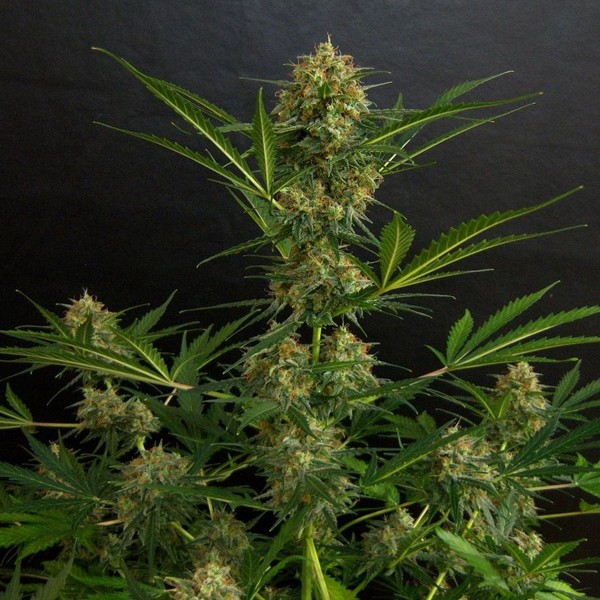 Amnesia Autoflower