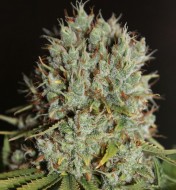 Northern Lights Fast Version