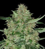 Super Skunk Autoflower