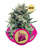 Blue Cheese Feminized