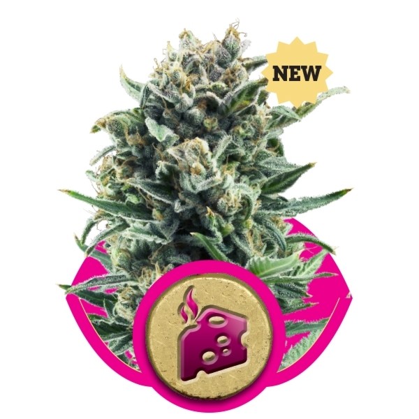 Blue Cheese Feminized
