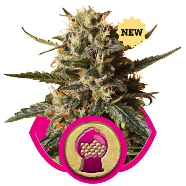Bubblegum Feminized