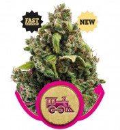 Candy Kush Fast Version