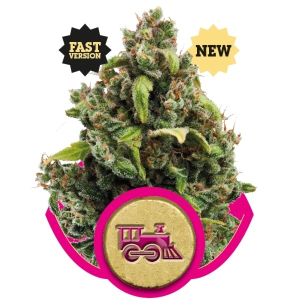 Candy Kush Fast Version
